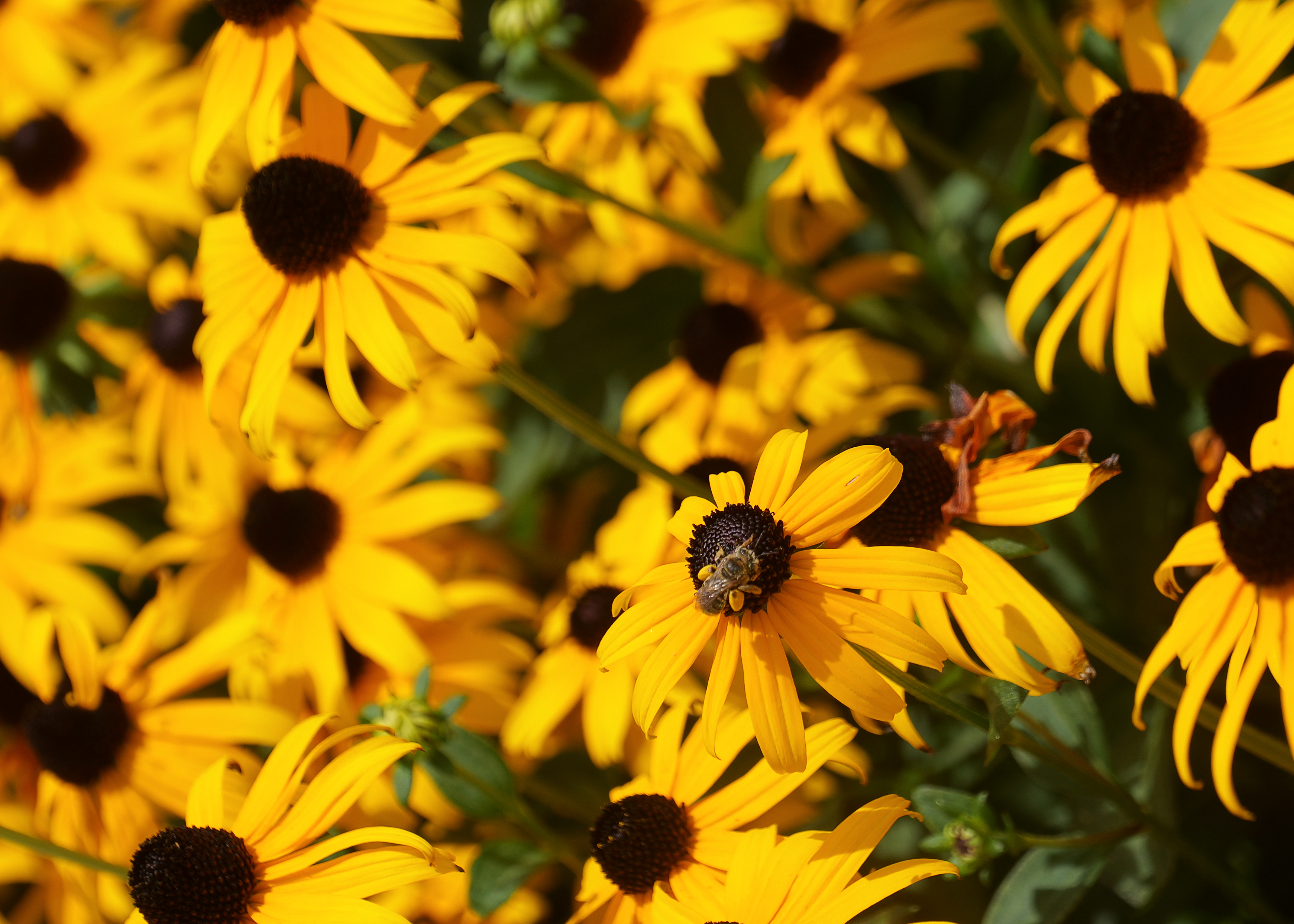 June is National Pollinator Month. Here’s how you can support these important creatures.
